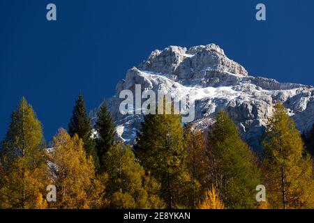 Der schneebedeckte Razor Berg oberhalb des Trentatals mit herbstlichen Lärchen im Vordergrund. Stockfoto