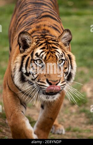 Kopf auf Aufnahme eines bengalischen Tigers (Panthera tigris tigris) mit der Zunge heraus, in Gefangenschaft Stockfoto