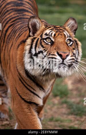 Porträt eines bengalischen Tigers (Panthera tigris tigris) in Gefangenschaft Stockfoto