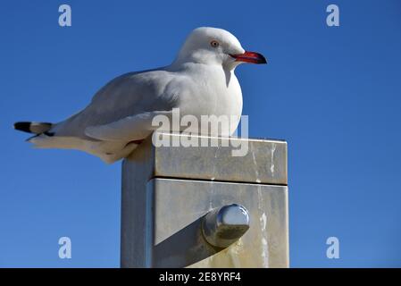 Nahaufnahme einer australischen Silbermöwe (Chroicocephalus novaehollandiae), die auf einer Strandduschstange ruht. Stockfoto