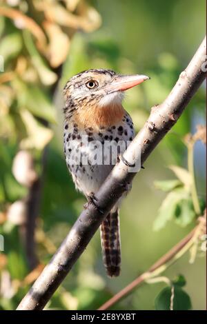 Vertikales Foto eines Papageitauchens (Nystalus maculatus) Auf einem Ast Stockfoto