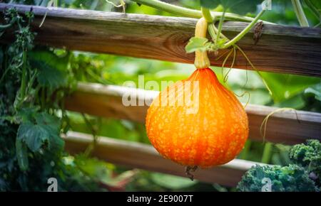 Reife rote kuri Squash wächst im Garten Stockfoto