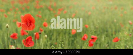 Leuchtend rote Mohnblüten, die im Feld des grünen unreifen Weizens wachsen, breites Banner Stockfoto