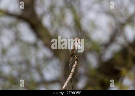Ein Singsperling, isoliert auf einem Barsch Stockfoto