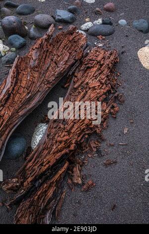 Ein gefallener Baum auf einem sandigen Flussbett verfällt langsam. Stockfoto