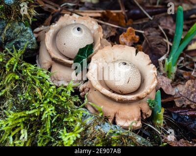 Ein Paar ausgestellte Earthstar-Pilze gedeihen in einem feuchten schattigen Bereich in einem Sutton Coldfield Garten, Großbritannien. Stockfoto