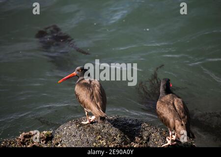 Amerikanische Schwarze Austernfischer ( Haematopus bachmani ) auf einem Küstenfelsen-Steg in Long Beach Kalifornien gesehen. USA Stockfoto