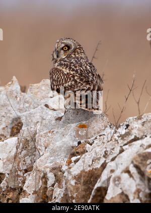 Kurzohreule in den Cotswold Hills im Winter Auf einer typischen Trockensteinwand Stockfoto