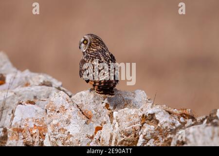 Kurzohreule in den Cotswold Hills im Winter Auf einer typischen Trockensteinwand Stockfoto