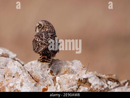 Kurzohreule in den Cotswold Hills im Winter Auf einer typischen Trockensteinwand Stockfoto
