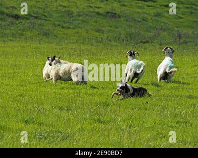 Enthusiastischer Schäferhund verwaltet Herde von wollig schwarz gesichtigen Hügelschafen mit blauen Farbmarkierungen in grasbewachsenen Wiese in Eden Valley, Cumbria, England, Großbritannien Stockfoto