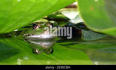 Die Schnauze eines grünen Frosches, der aus dem Wasser auftaucht Von einem Teich mit grünen Lotusblättern bedeckt Stockfoto