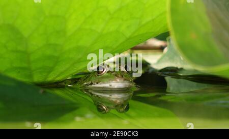 Die Schnauze eines grünen Frosches, der aus dem Wasser auftaucht Von einem Teich mit grünen Lotusblättern bedeckt Stockfoto