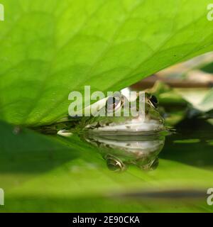 Die Schnauze eines grünen Frosches, der aus dem Wasser auftaucht Von einem Teich mit grünen Lotusblättern bedeckt Stockfoto