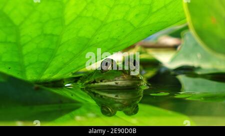 Die Schnauze eines grünen Frosches, der aus dem Wasser auftaucht Von einem Teich mit grünen Lotusblättern bedeckt Stockfoto