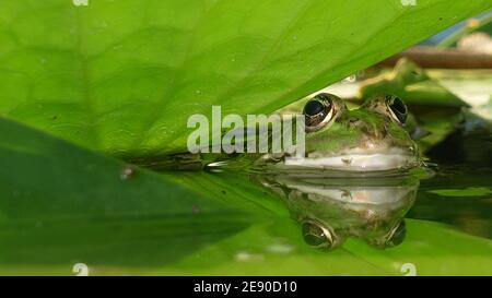 Die Schnauze eines grünen Frosches, der aus dem Wasser auftaucht Von einem Teich mit grünen Lotusblättern bedeckt Stockfoto