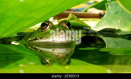 Die Schnauze eines grünen Frosches, der aus dem Wasser auftaucht Von einem Teich mit grünen Lotusblättern bedeckt Stockfoto