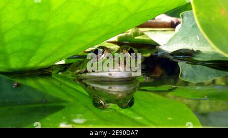 Die Schnauze eines grünen Frosches, der aus dem Wasser auftaucht Von einem Teich mit grünen Lotusblättern bedeckt Stockfoto