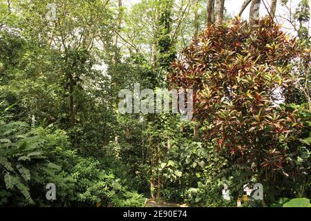 Tropischer Wald in Hawaii Stockfoto