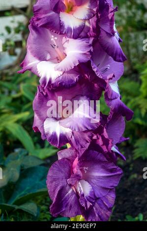 Nahaufnahme von großen tiefvioletten Blüten mit weißem Hals von Gladiolus Performer vor einem Hintergrund von Blättern. Stockfoto