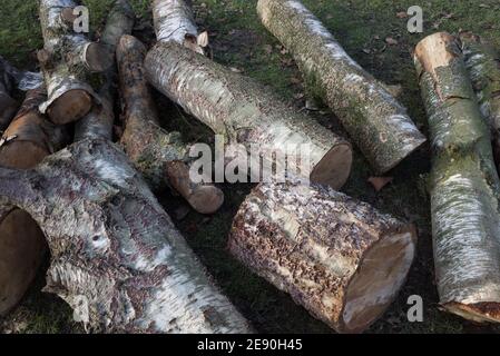 Draufsicht auf Stapel, Haufen und Haufen gespaltenes hartes Brennholz auf einem Gras. Stockfoto