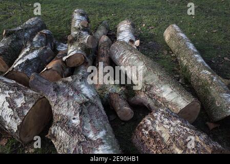 Draufsicht auf Stapel, Haufen und Haufen gespaltenes hartes Brennholz auf einem Gras. Stockfoto