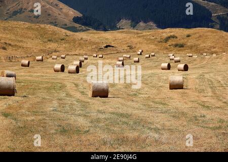 Heuballen verstreut über die Weide im Spätsommer Neuseeland Stockfoto