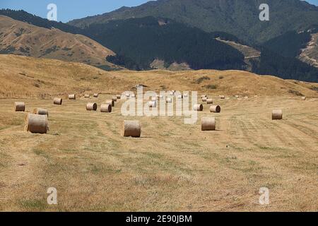 Heuballen verstreut über die Weide im Spätsommer Neuseeland Stockfoto