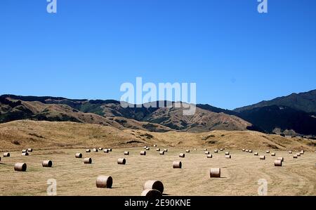 Heuballen verstreut über die Weide im Spätsommer Neuseeland Stockfoto