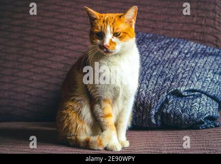 Ingwer weiße Katze sitzt auf dem Bett Stockfoto
