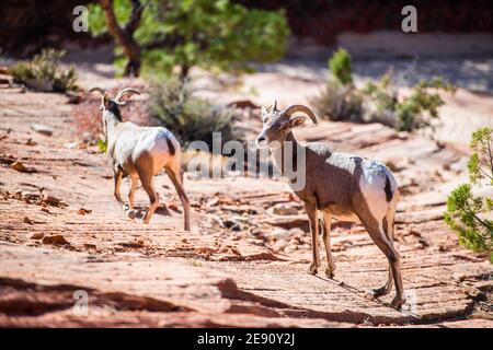 Herde der Wüste Dickhornschafe, ovis canadensis nelsoni, Spaziergänge durch den Zion National Park Stockfoto