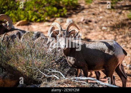 Herde der Wüste Dickhornschafe, ovis canadensis nelsoni, Spaziergänge durch den Zion National Park Stockfoto