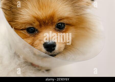 Trauriger pommerischer Hund im elisabethanischen Halsband, Plastikkegel, medizinischer Schutz des Tieres. Speicherplatz Kopieren. Nahaufnahme. Stockfoto