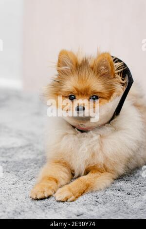 Niedlicher pommerischer Hund in einem elisabethanischen Schutzkragen nach der Operation liegt auf dem Boden. Stockfoto