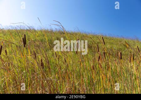 Auf einem grasbewachsenen Hang weheln die Cattils in der Brise Ein sonniger Herbsttag Stockfoto