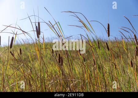 Auf einem grasbewachsenen Hang weheln die Cattils in der Brise Ein sonniger Herbsttag Stockfoto