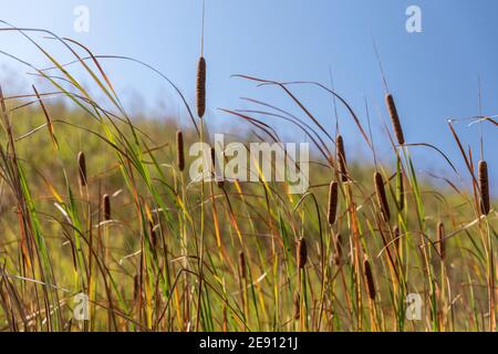 Auf einem grasbewachsenen Hang weheln die Cattils in der Brise Ein sonniger Herbsttag Stockfoto