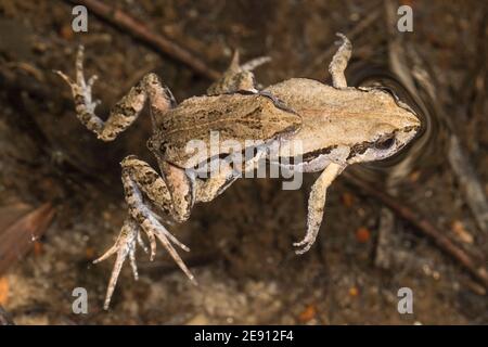 Amplexing Paar von Common Eastern Froglets Stockfoto