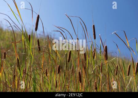 Auf einem grasbewachsenen Hang weheln die Cattils in der Brise Ein sonniger Herbsttag Stockfoto