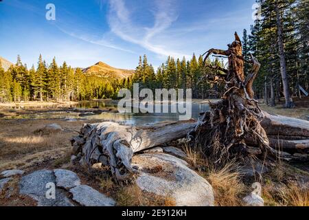 Winterszene am See im Yosemite National Park, Califronia, USA. Gefallener Baum vor einem See mit Pinien und Bergen auf einem Hintergrund. Stockfoto