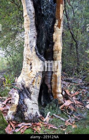 Baumstamm mit abgebranntem Abschnitt Stockfoto