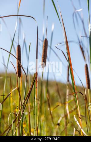 Auf einem grasbewachsenen Hang weheln die Cattils in der Brise Ein sonniger Herbsttag Stockfoto