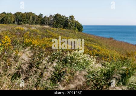 Gräser und bunte Wildblumen bedecken einen Hang am Ufer Des Lake Michigan in Wisconsin Stockfoto