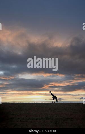 Eine Giraffe spaziert bei Sonnenuntergang in den afrikanischen Ebenen Stockfoto