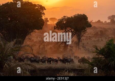 Eine große Gruppe von wilden Wanderungen in den afrikanischen Ebenen In der Abenddämmerung Stockfoto