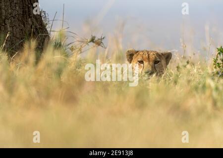 Vom Erdboden aus betrachtet, schaut ein Gepard auf uns zu Stockfoto