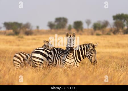 Drei Zebras grasen in den afrikanischen Ebenen Stockfoto