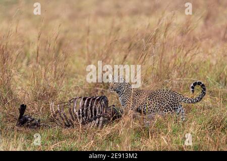 Ein junger Leopard steht neben einem Kadaver Stockfoto
