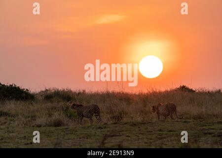 Zwei Geparden gehen in den Sonnenuntergang Stockfoto