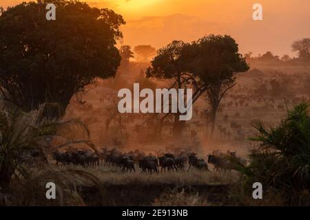 Eine große Gruppe von wilden Wanderungen in den afrikanischen Ebenen In der Abenddämmerung Stockfoto